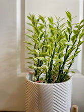 Load image into Gallery viewer, Var. Devil’s Backbone (Pedilanthus tithymaloides)