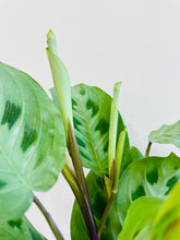 Load image into Gallery viewer, Rabbit Track Prayer Plant (Maranta Leuconeura Kerchoviana)