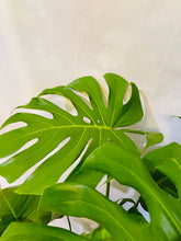 Load image into Gallery viewer, Monstera Deliciosa
