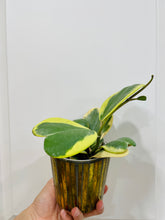 Load image into Gallery viewer, Hoya Kerrii Variegated (Hoya Kerrii Albo)