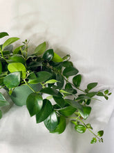 Load image into Gallery viewer, Mona Lisa's Lipstick Plant (Aeschynanthus Lobbianus)