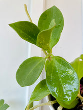 Load image into Gallery viewer, Hoya Pachyclada