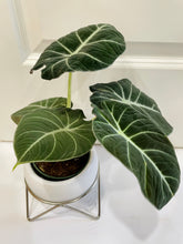 Load image into Gallery viewer, Black velvet Elephant Ears (Alocasia Reginula ‘Black Velvet’)