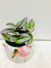 Load image into Gallery viewer, Tradescantia Nanouk (Tradescantia B. Variegata)