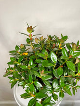 Load image into Gallery viewer, Goldfish plant (Columnea Nematanthus)