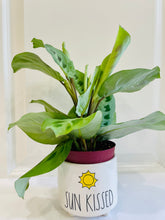 Load image into Gallery viewer, Rabbit Track Prayer Plant (Maranta Leuconeura Kerchoviana)