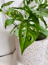 Load image into Gallery viewer, Speckled Planter