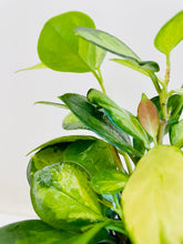 Load image into Gallery viewer, Hoya Australis Lisa