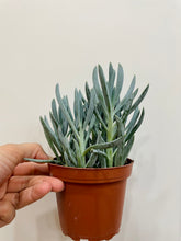 Load image into Gallery viewer, Blue chalk sticks (senecio Serpens)