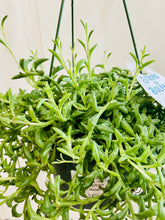 Load image into Gallery viewer, String of Dolphins (Senecio Hippogriff)