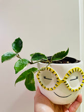 Load image into Gallery viewer, Hoya Carnosa Krimson Queen