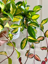 Load image into Gallery viewer, Hoya Carnosa Krimson Princess