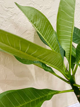 Load image into Gallery viewer, Plumeria Hawaiian Lei Flowers (Frangipani)