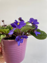 Load image into Gallery viewer, African Violets