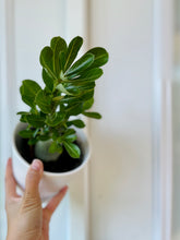 Load image into Gallery viewer, Desert rose (Adenium Obesum)