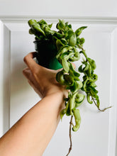Load image into Gallery viewer, Hoya Hindu Rope (Hoya Carnosa Compacta)