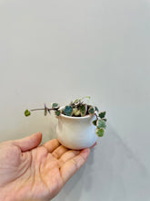 Load image into Gallery viewer, Picsi Pot