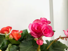 Load image into Gallery viewer, Rieger Begonias