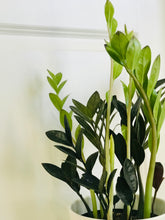 Load image into Gallery viewer, ZZ Raven and Zenzi ZZ