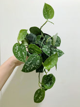 Load image into Gallery viewer, Satin Pothos (Scindapsus Pictus Argyraeus)