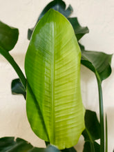 Load image into Gallery viewer, Birds of Paradise (Strelitzia Nicolai)