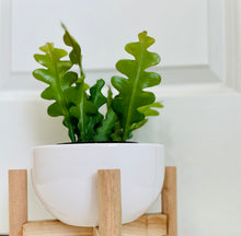 Load image into Gallery viewer, Ric Rac Cactus (Epiphyllum anguliger)