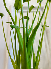 Load image into Gallery viewer, Tiny Dancers Alocasia (Alocasia “Tiny Dancers”)