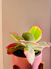 Load image into Gallery viewer, Paddle Plant (Kalanchoe Thyrsiflora)