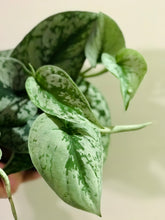 Load image into Gallery viewer, Satin Pothos (Scindapsus Pictus Exotica)