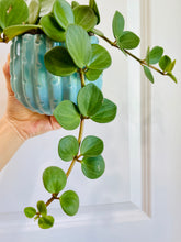 Load image into Gallery viewer, Peperomia Hope (Peperomia Tetraphylla )