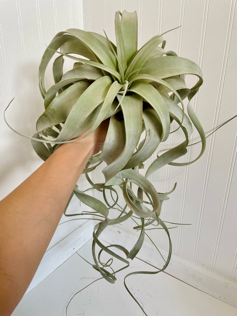 Extra Large Air Plant (Tillandsia Xerographica)