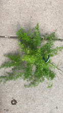 Load image into Gallery viewer, Asparagus fern (asparagus Spre)