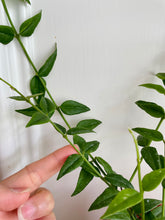 Load image into Gallery viewer, Hoya Bella