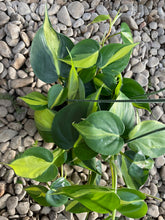 Load image into Gallery viewer, Heartleaf Philodendron (Philodendron Brasil)
