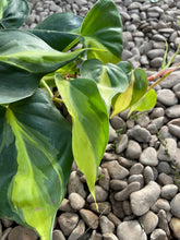 Load image into Gallery viewer, Heartleaf Philodendron (Philodendron Brasil)