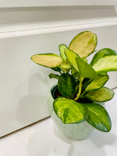 Load image into Gallery viewer, Hoya Australis Lisa