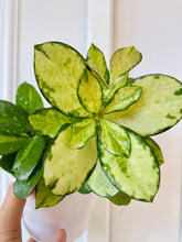 Load image into Gallery viewer, Hoya Australis Lisa