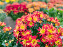 Load image into Gallery viewer, Fall MUM arrangement