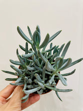 Load image into Gallery viewer, Blue chalk sticks (senecio Serpens)