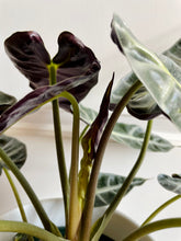 Load image into Gallery viewer, Amazon Taro (Alocasia Amazonica Bambino)