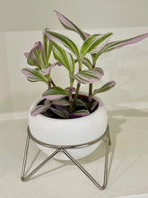 Load image into Gallery viewer, Tradescantia Nanouk (Tradescantia B. Variegata)