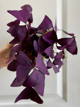 Load image into Gallery viewer, Purple Shamrock (Oxalis Triangularis)