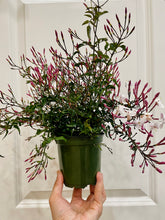 Load image into Gallery viewer, Pink jasmine (Jasminum polyanthum)