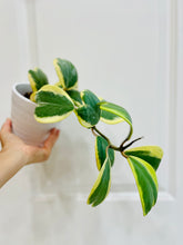 Load image into Gallery viewer, Hoya Kerrii Variegated (Hoya Kerrii Albo)