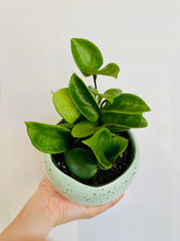 Load image into Gallery viewer, Robin's Egg Pot