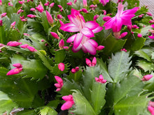 Load image into Gallery viewer, Holiday Cactus