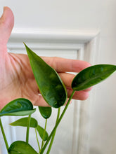 Load image into Gallery viewer, Tiny Dancers Alocasia (Alocasia “Tiny Dancers”)