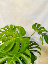 Load image into Gallery viewer, Monstera Deliciosa