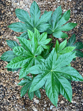 Load image into Gallery viewer, Japanese Aralia (Fatsia Japonica Variegata)