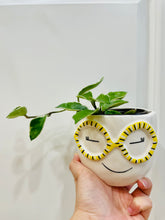 Load image into Gallery viewer, Hoya Carnosa Krimson Queen